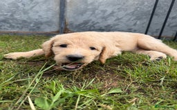 Labradoodle dogs for sale: Health tested chunky and fluffy labradoodles  - Image 13
