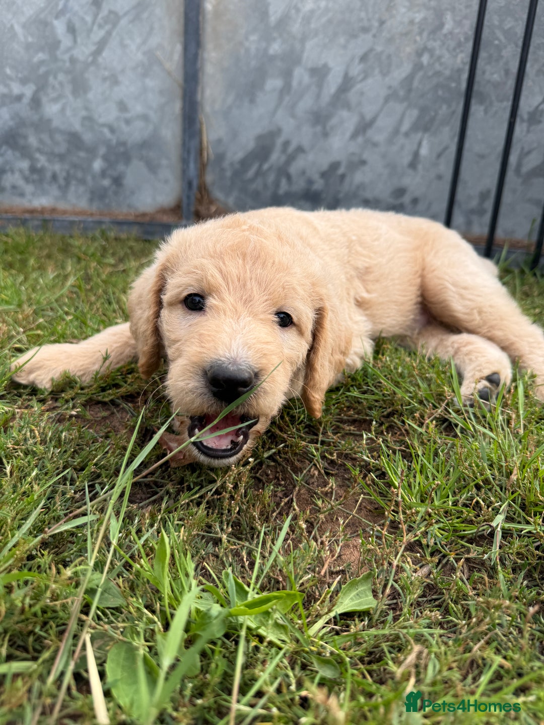 Labradoodle dogs for sale: Health tested chunky and fluffy labradoodles  - Image 13
