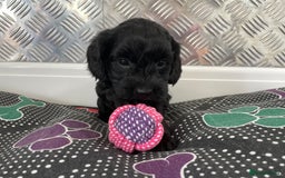 Cockapoo dogs for sale: F1 Cockapoos for sale  - Image 25