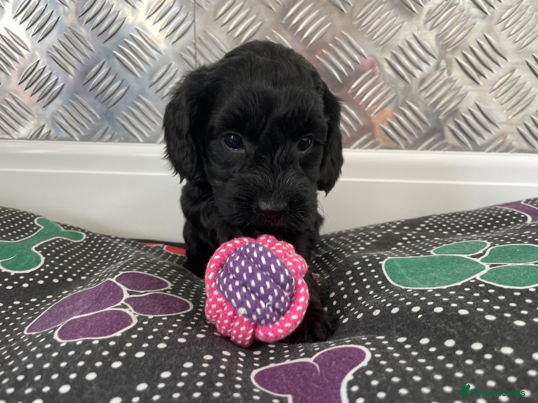 Cockapoo dogs for sale: F1 Cockapoos for sale  - Image 25