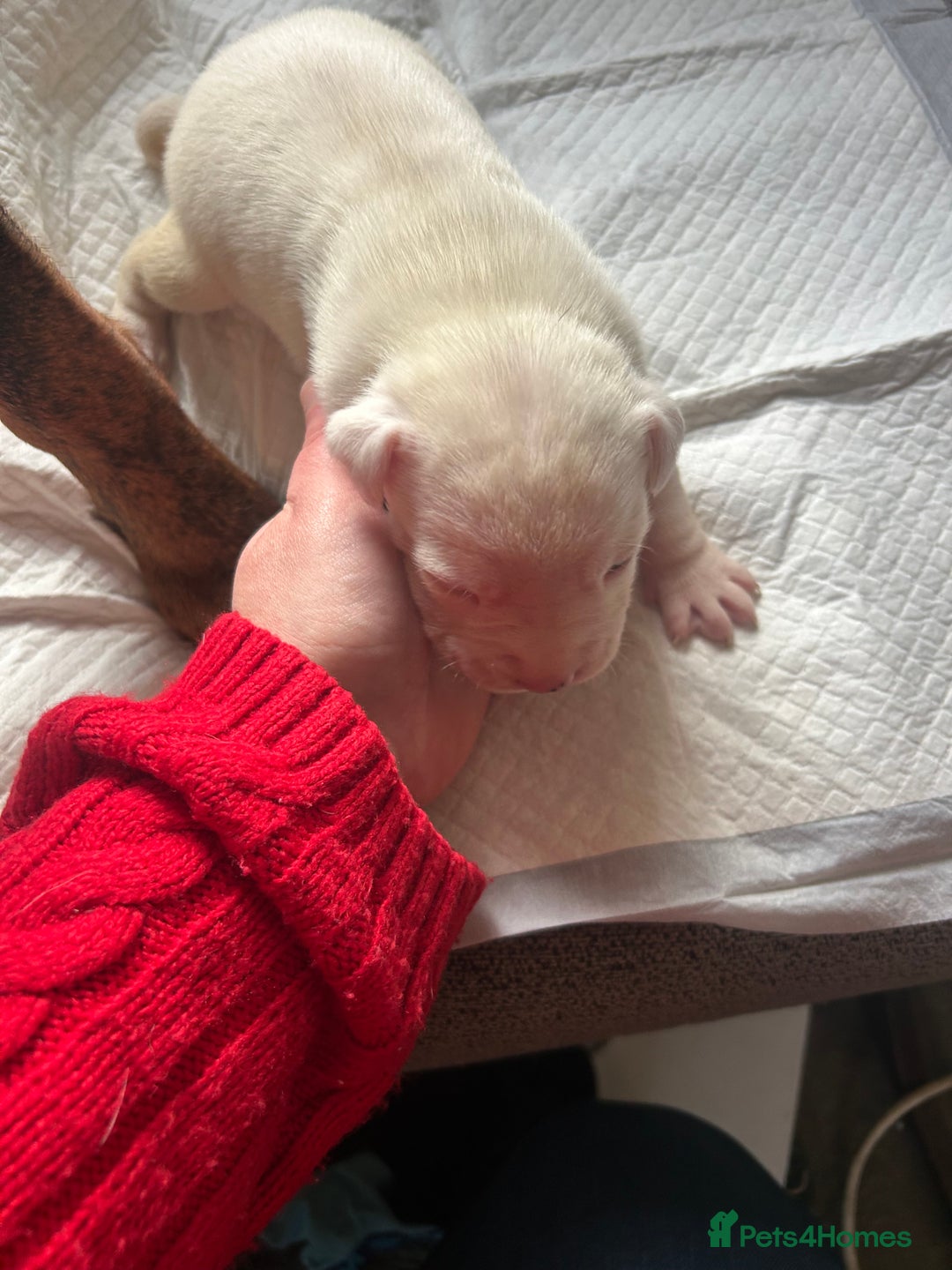 Mixed Breed dogs for sale: 🐾 11 Adorable Puppies From an Accidental Litter - Advert 36