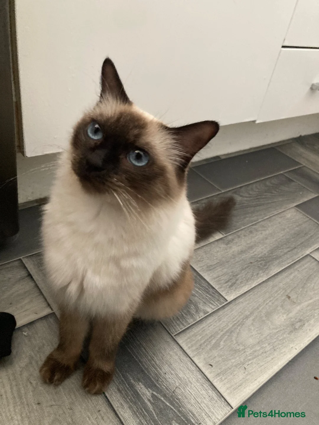 Ragdoll cats for sale: 7 beautiful rag doll x maine coon  - Advert 1