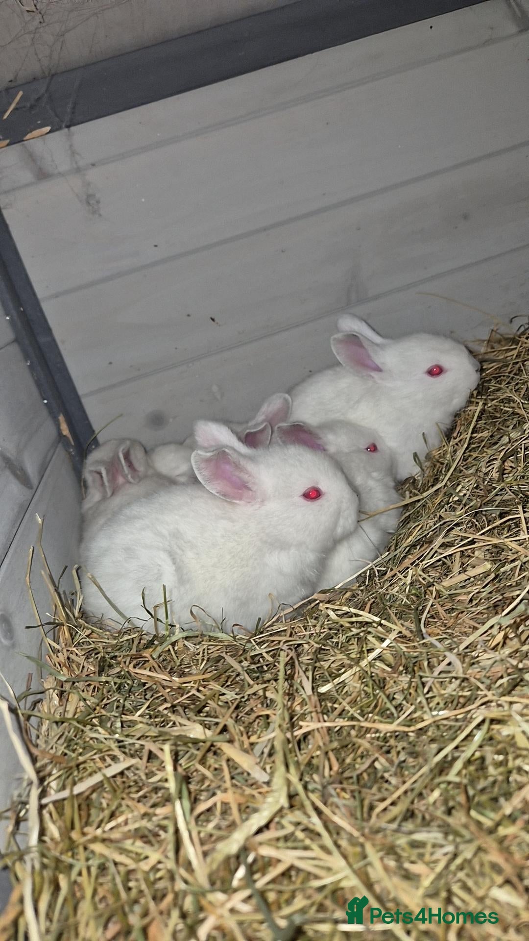 New Zealand rabbits RABBITS & QUALITY BREEDING STOCK  - Advert 4