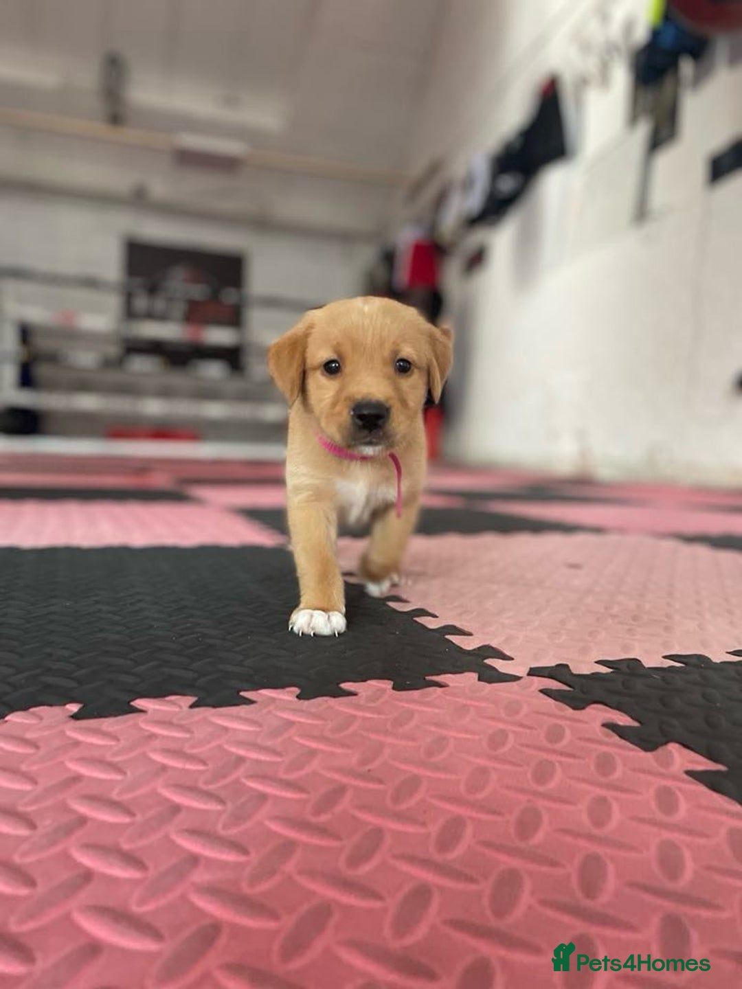 Goldador dogs for sale: Stunning Retriever cross Labrador puppy  - Image 8