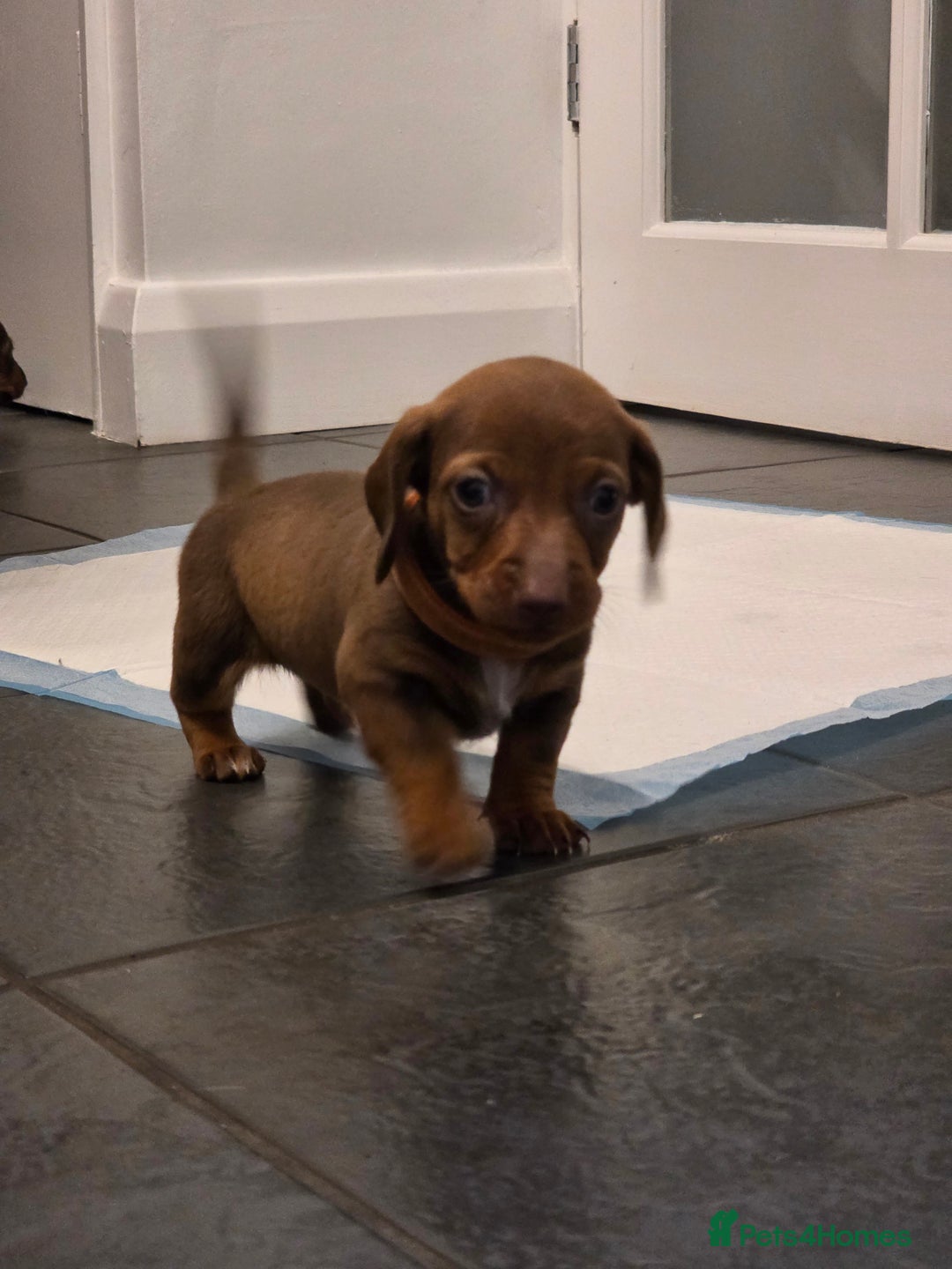 Dachshund dogs for sale: Dachshund  - Advert 36