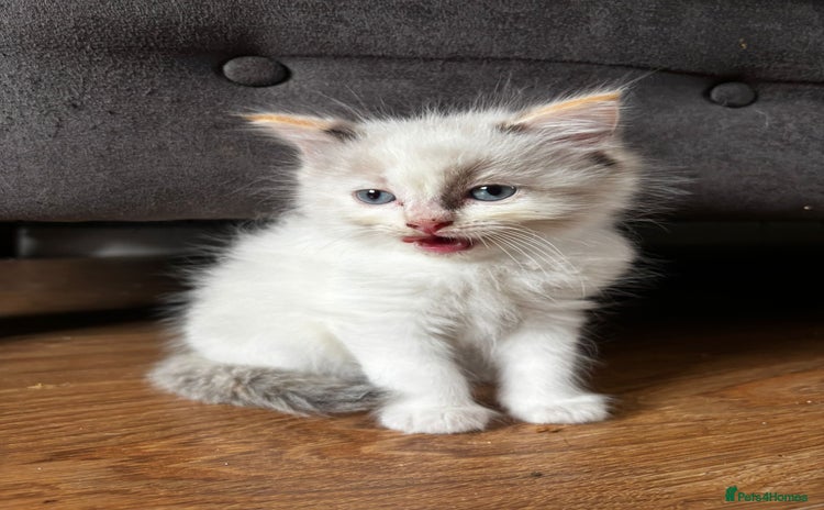Ragdoll cats - Advert 11