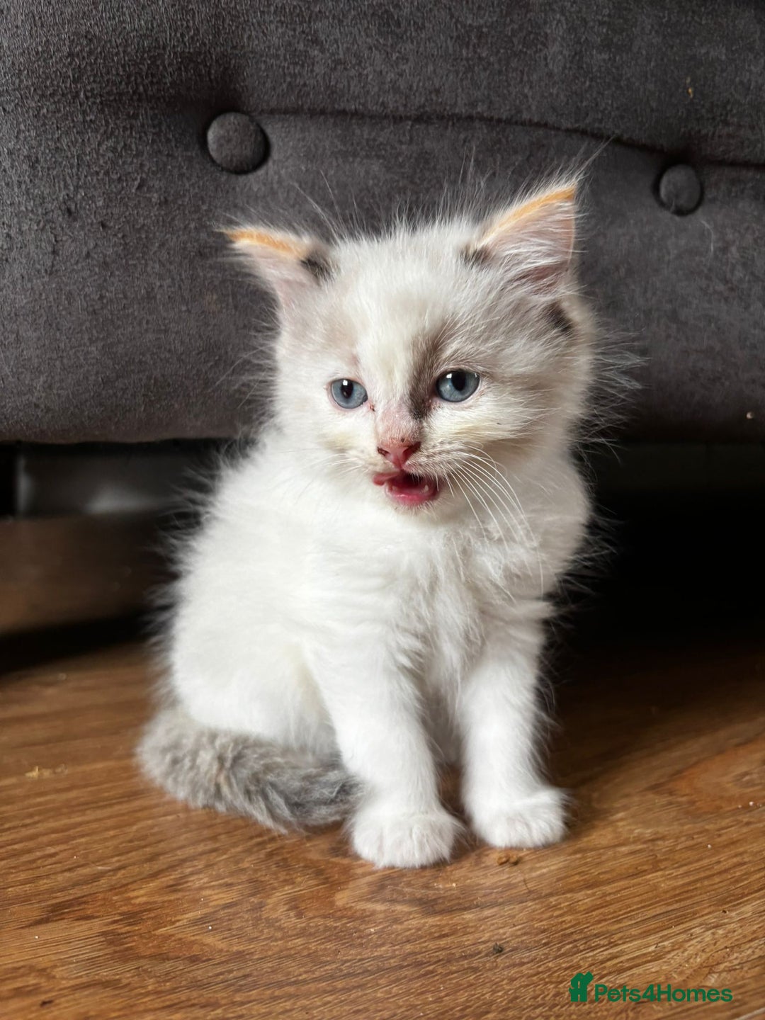 Ragdoll cats for sale: 8 gorgeous ragdoll kitten - Image 1