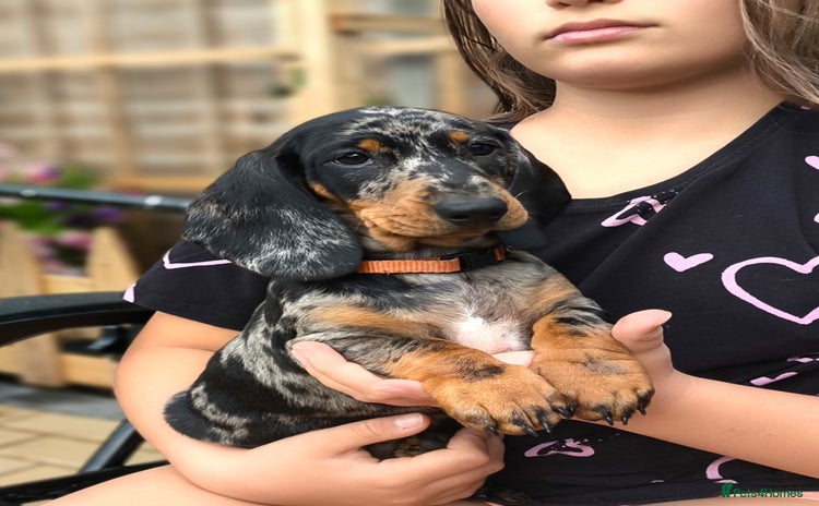 Dachshund dogs in Coventry - Advert 7