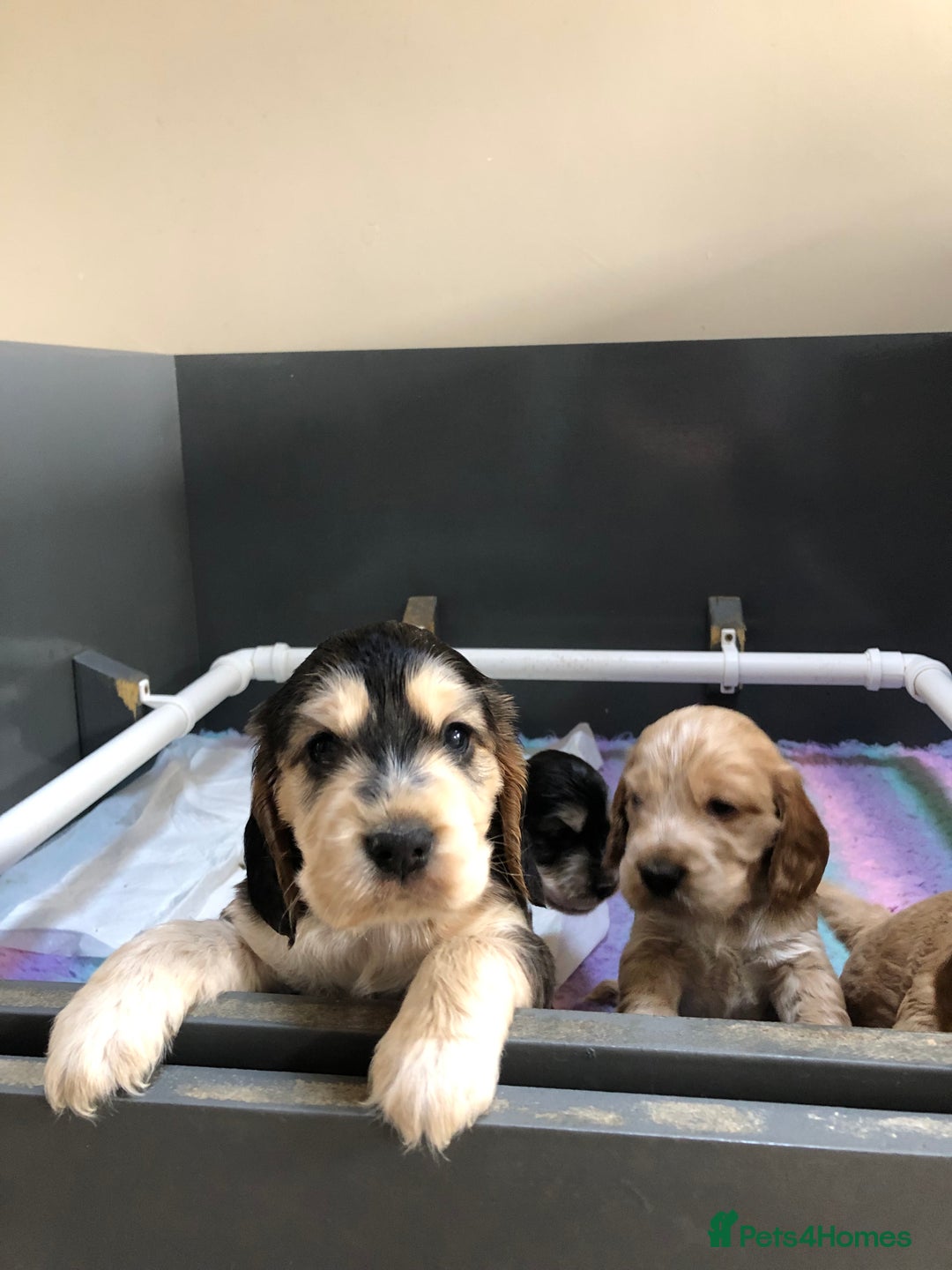 Cocker Spaniel dogs for sale: Beautiful litter of KC reg Cocker Spaniel puppies - Image 6