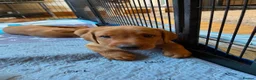 Labrador Retriever dogs for sale: STUNNING KC REG FOX RED LABRADOR PUPPIES - Advert 14