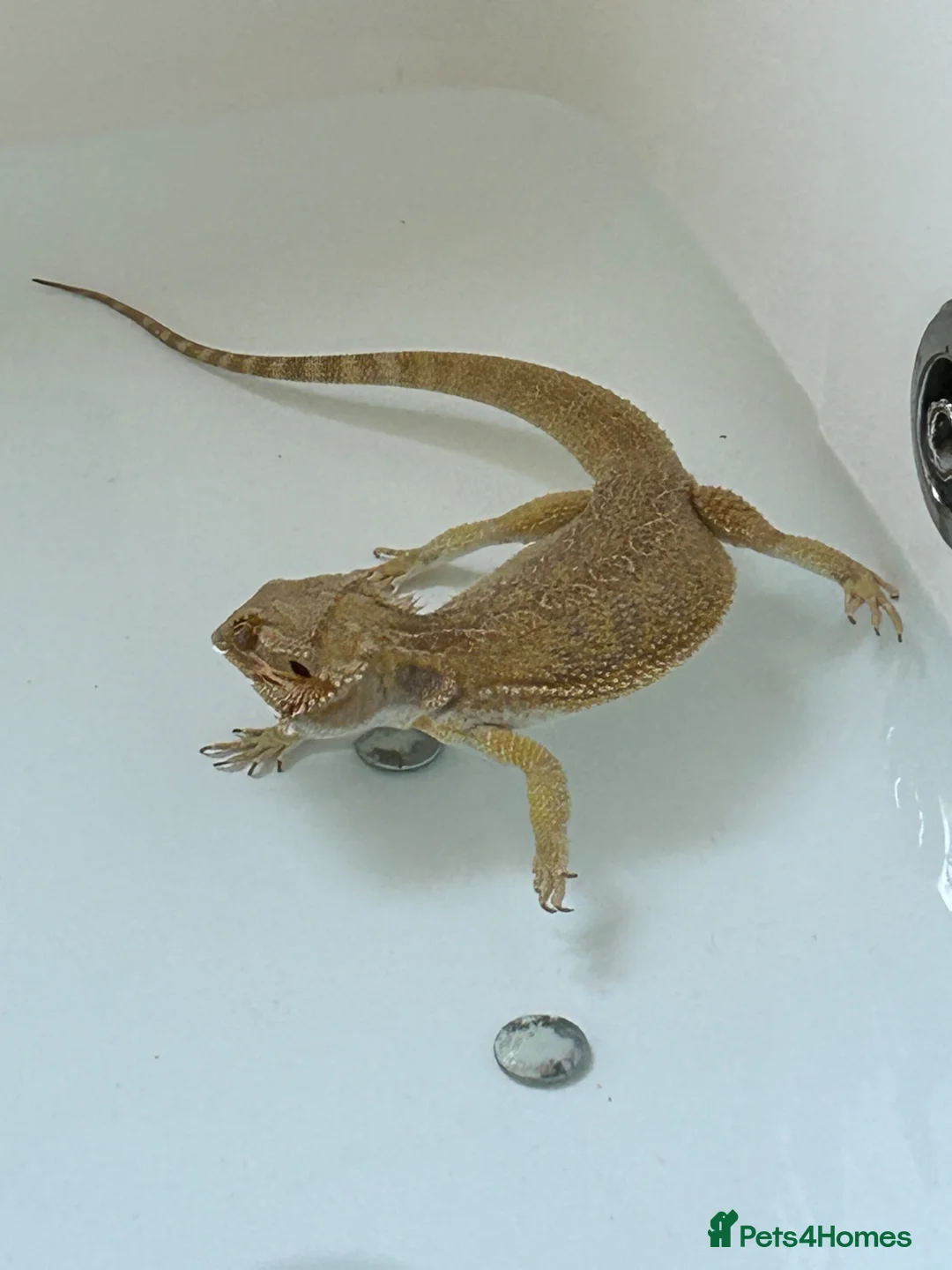 Bearded Dragon reptiles for sale: Bearded Dragon and vivarium  - Advert 2