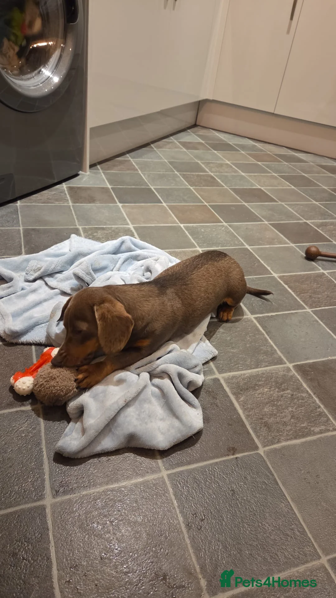 Miniature Dachshund dogs for stud: KC Registered Isabella & Tan Stud - Advert 8