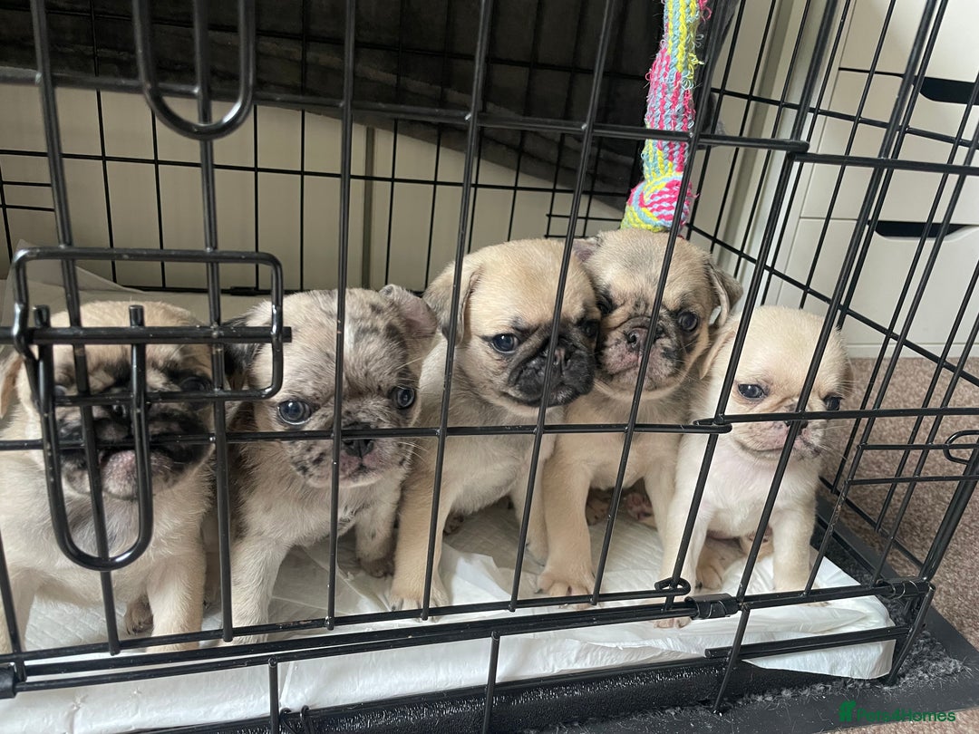 Pug dogs for sale: Pug Puppies  - Image 2