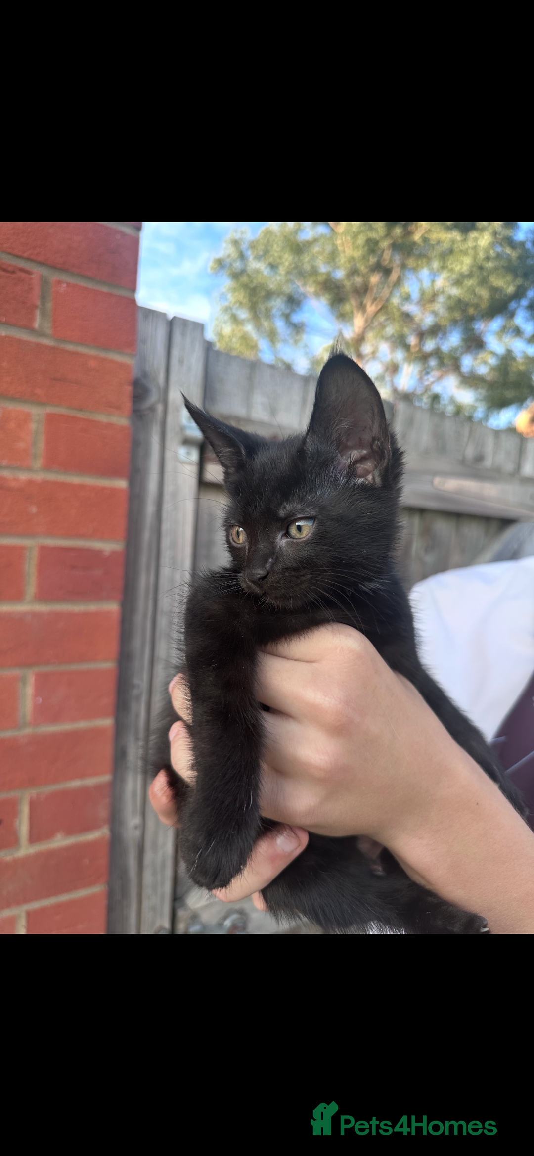Mixed Breed cats for sale: Maine coon mixed kittens - Image 2