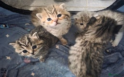 British Shorthair cats for sale: British shorthair x kittens - Image 11