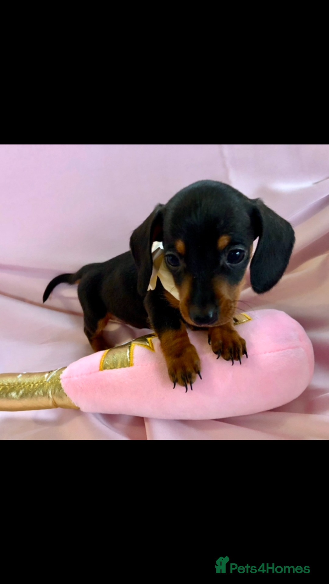 Miniature Dachshund dogs for sale: True miniature’s dapples & chocolate 🤎 - Image 11