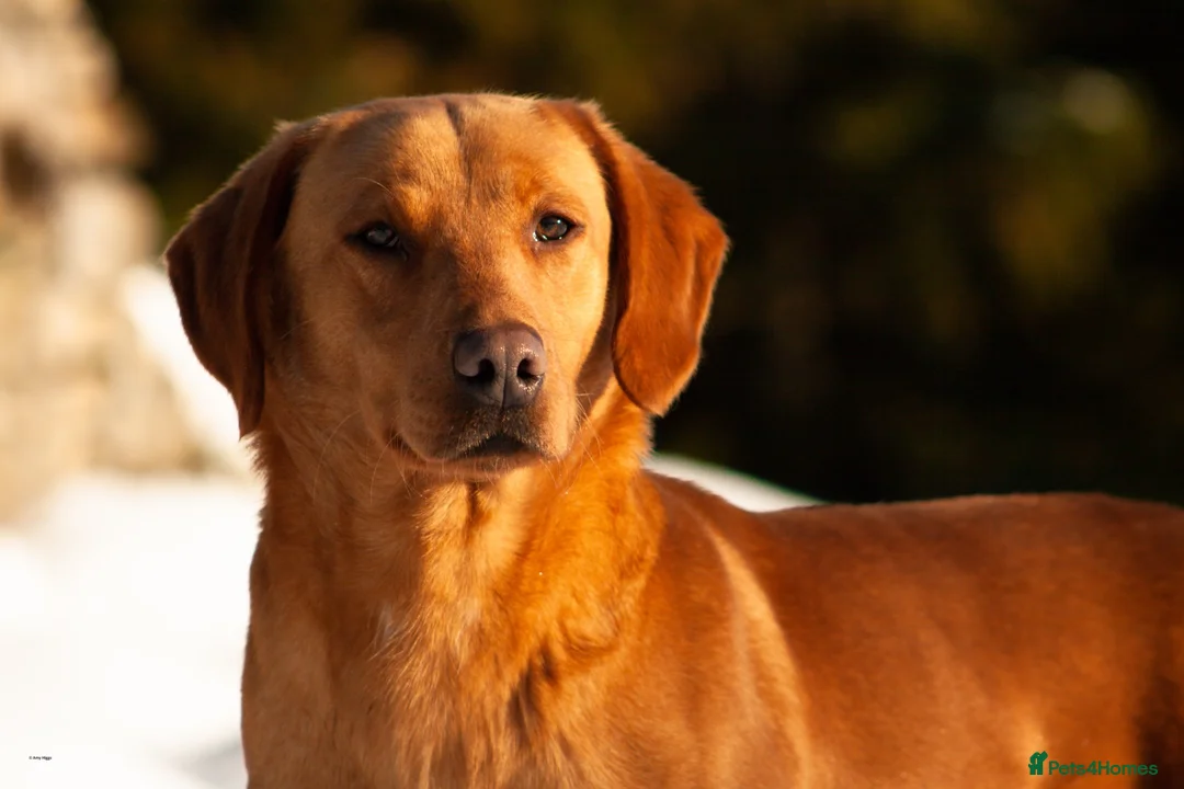 Labrador Retriever dogs for stud: Fully health tested proven lab studs - Advert 11