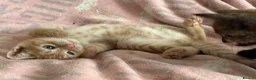 Maine Coon cats for sale: Maine Coon Cross Kittens - Advert 8