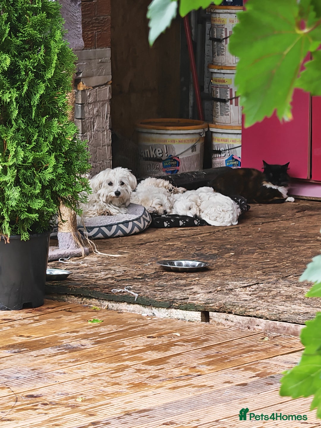 Bichon Frise dogs for sale: Bichon  - Image 12