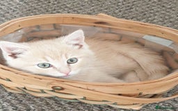 British Shorthair cats for sale: Pure British shirthair ready for new parents - Image 2