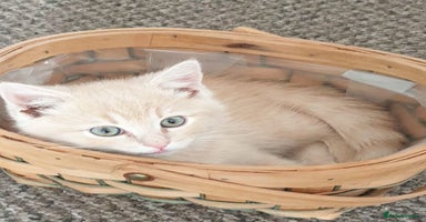 British Shorthair cats - Advert 16
