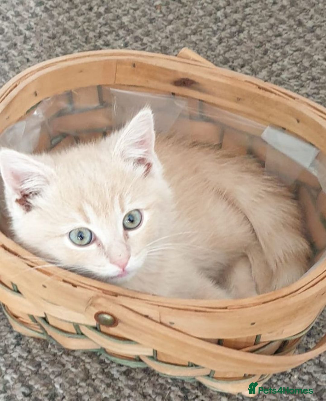 British Shorthair cats for sale: Pure British shirthair ready for new parents - Image 2
