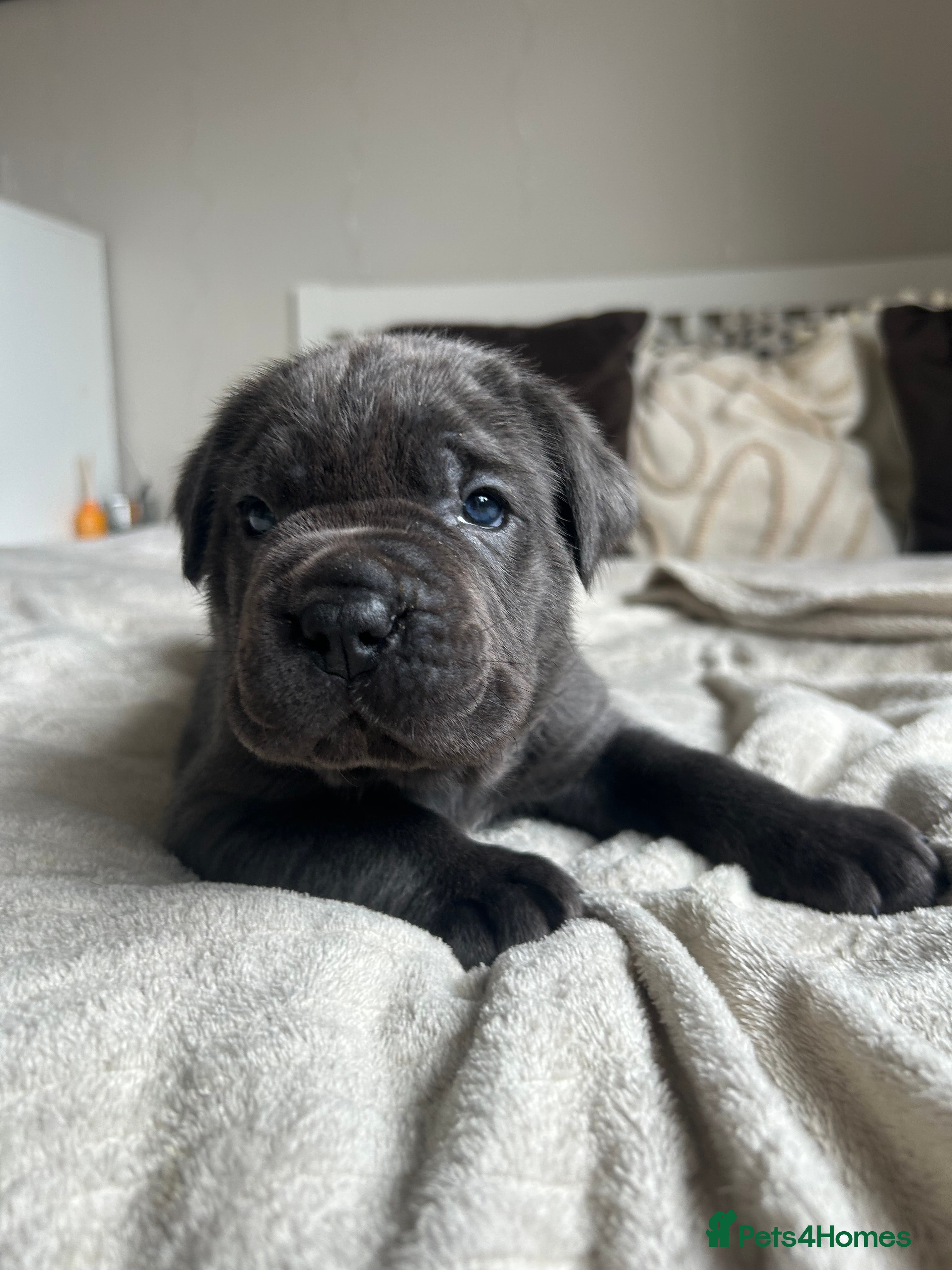 Cane Corso dogs Chunky cane corso pups ready for forever home  - Advert 18