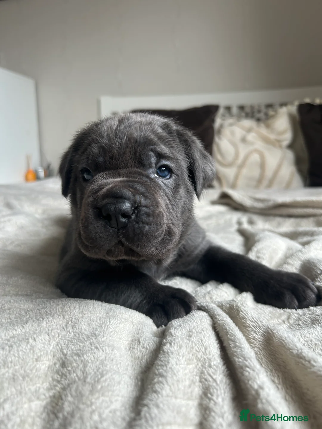 Cane Corso dogs for sale: Chunky cane corso pups ready for forever home  - Advert 1