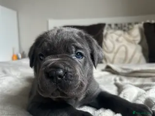 Cane Corso dogs Chunky cane corso pups ready for forever home - Advert 18
