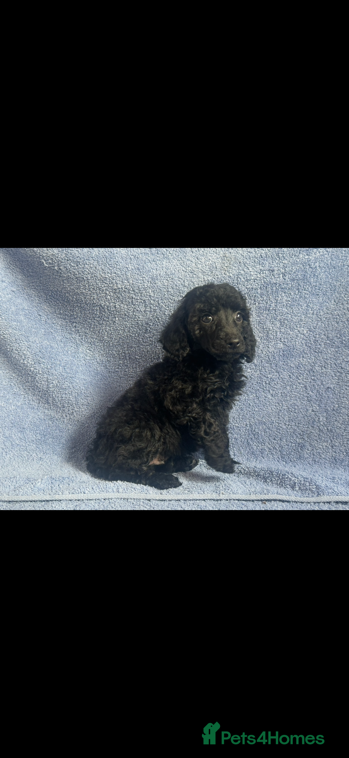 Miniature Poodle dogs 🌟🌟5 star licenced breeder🌟🌟 - Advert 2