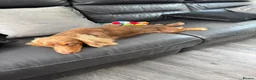 Miniature Dachshund dogs for sale: Longhaired Miniature Dachshund  - Advert 8