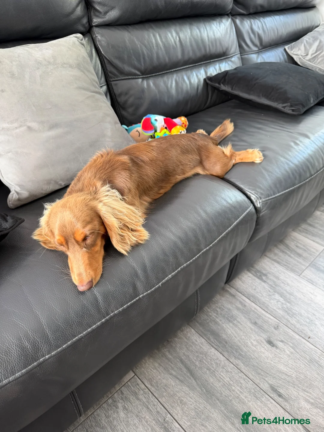 Miniature Dachshund dogs for sale: Longhaired Miniature Dachshund  - Advert 8