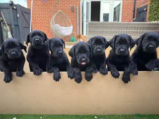 Labrador Retriever dogs KC Reg Black Labrador Puppies – Only 2 Girls Left! - Advert 1