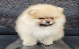 Pomeranian dogs for sale: XXS🐶KC REG🐾Pomeranian Puppies for sale🐶 in Brentwood - Image 24