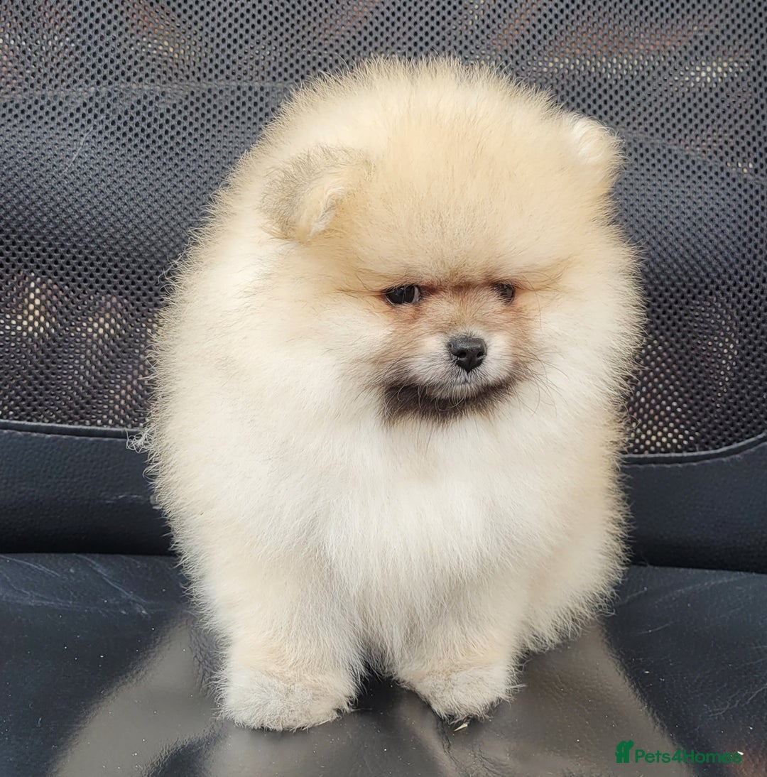 Pomeranian dogs for sale: XXS🐶KC REG🐾Pomeranian Puppies for sale🐶 in Brentwood - Image 24