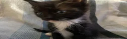Mixed Breed cats for sale: Ragdoll mum and ginger dad  in Boston - Advert 12