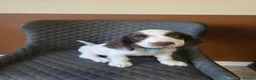 Sprocker dogs for sale: Beautiful Sprocker pups ready now. - Advert 9