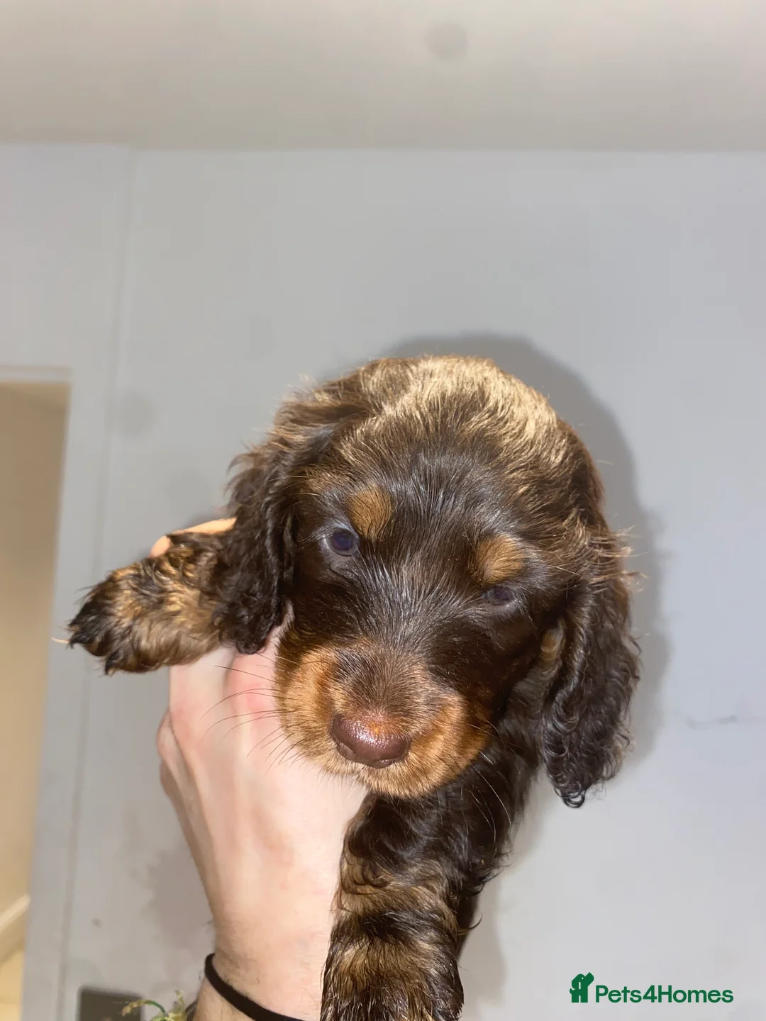 Miniature Dachshund dogs for sale: Long haired miniature dachshund puppies for sale  - Advert 14