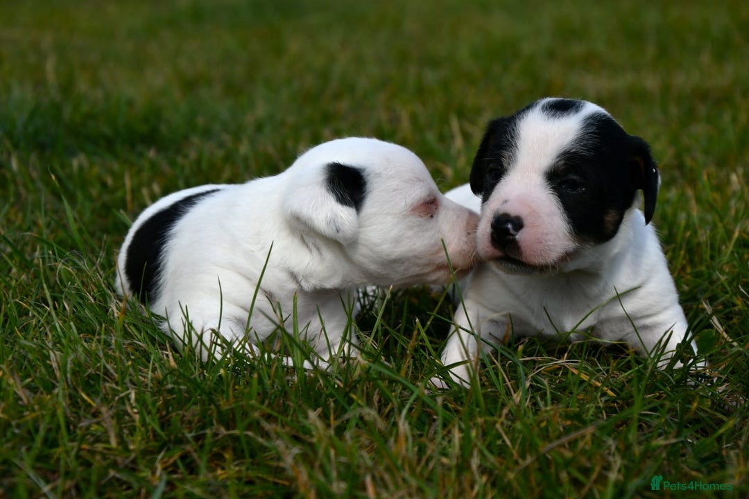 Jack Russell dogs for sale: Jack Russell puppies for sale  - Image 16