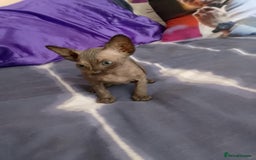 Sphynx cats for sale: 2 male & 4 female canadian sphynx looking for home - Image 3