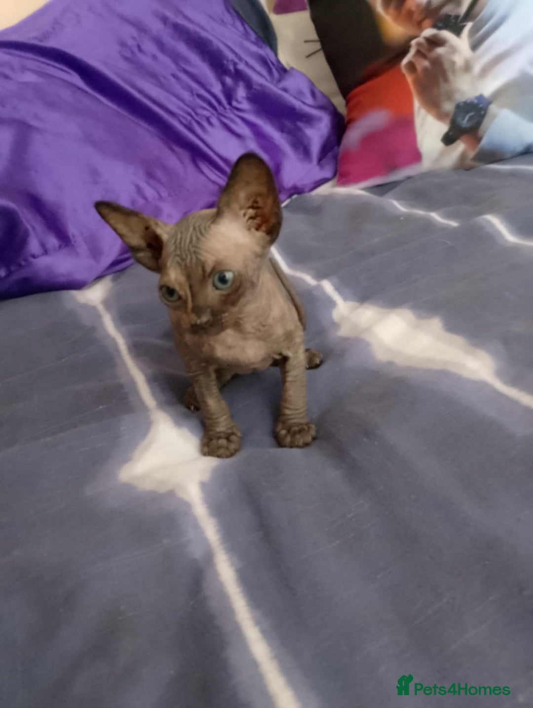 Sphynx cats for sale: 2 male & 4 female canadian sphynx looking for home - Image 3