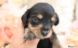 Miniature Dachshund dogs for sale: KC Longhair Miniature Dachshund Puppies - Image 13