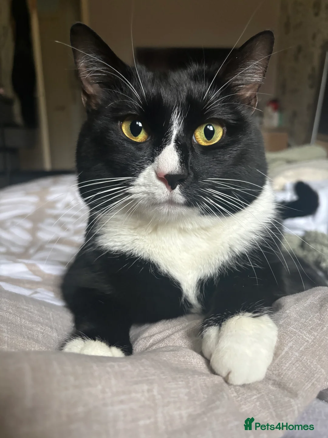 Domestic Shorthair cats for stud: Joey the House cat FREE!! in Derby - Advert 1