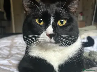 Domestic Shorthair cats Joey the House cat FREE!! in Derby - Advert 11