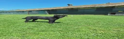 Mixed Breed dogs for adoption: Purple for adoption - Advert 9