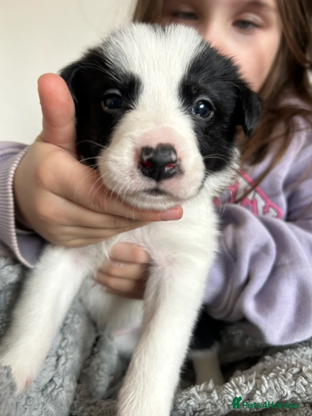 Border Collie dogs for sale: ✨ Last remaining border collie puppy ✨ - Advert 23