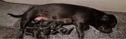 Staffordshire Bull Terrier dogs for sale: Solid Black Staff Puppies short & stocky Type  - Advert 9