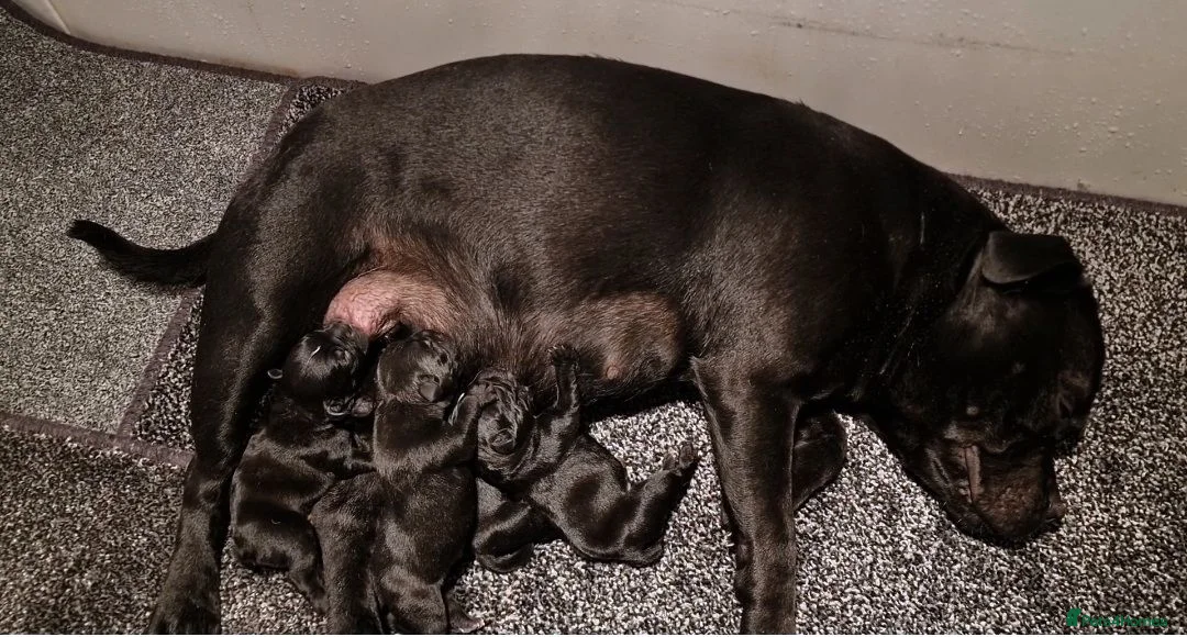 Staffordshire Bull Terrier dogs for sale: Solid Black Staff Puppies short & stocky Type  - Advert 9