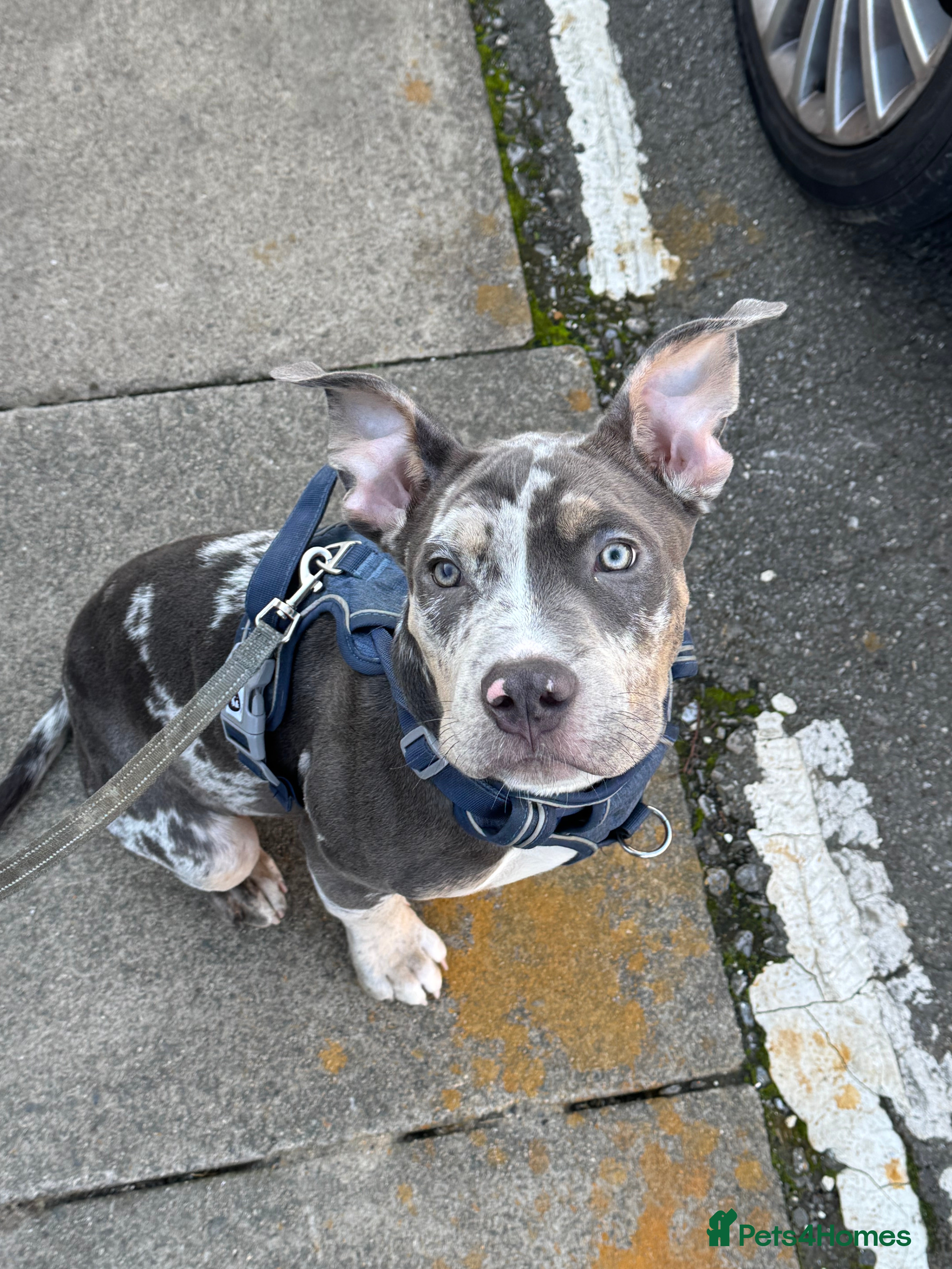 American Bully dogs Pocket bully for sale  - Advert 2