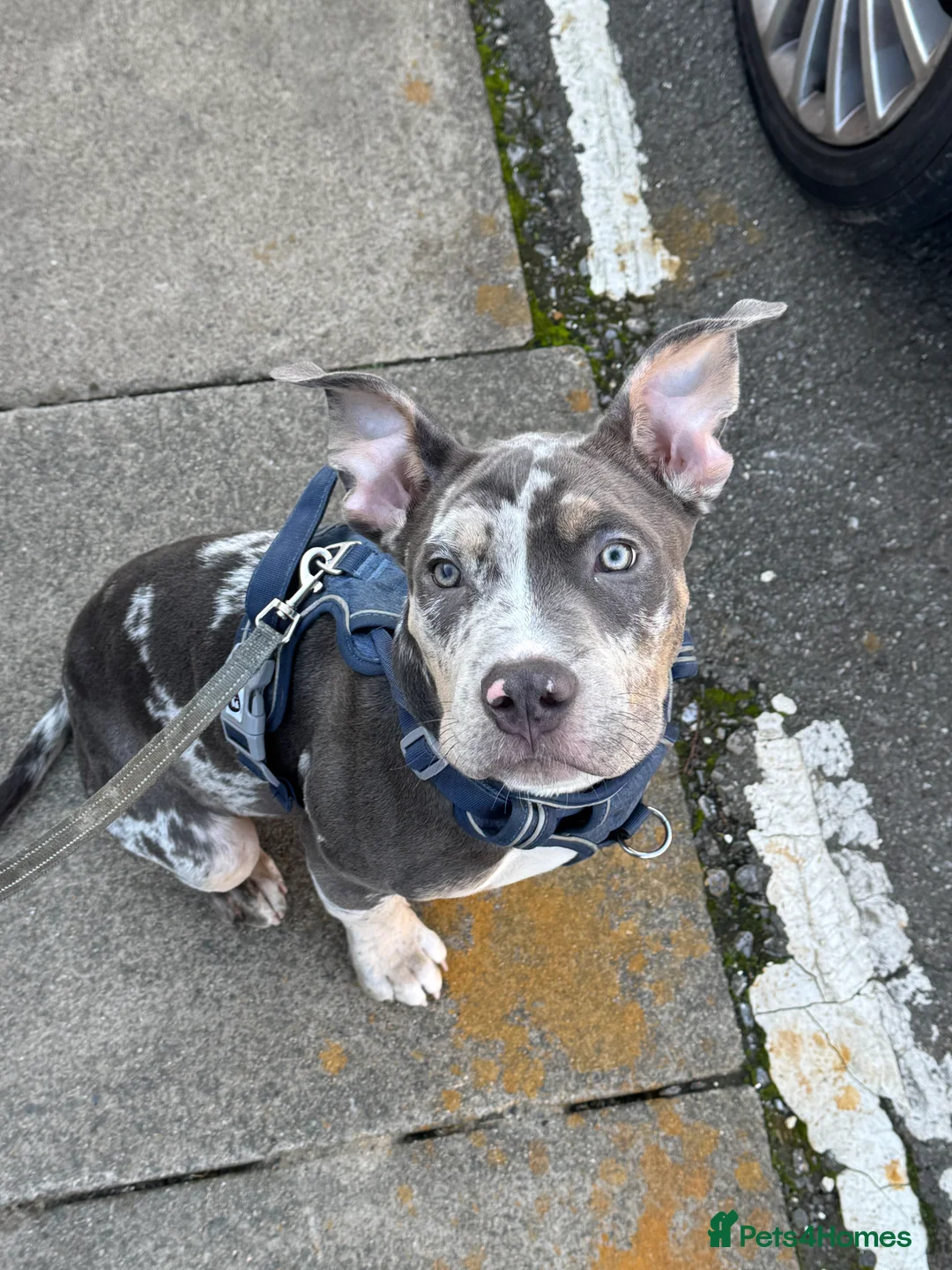 American Bully dogs for sale: Pocket bully for sale  - Advert 6